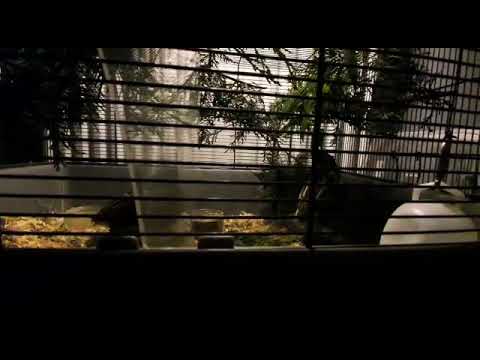 Alexander quails 👍👍🐦🐦🐦😍(2)