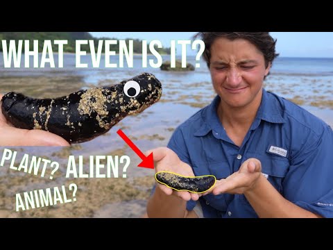 Sea Cucumbers Make NO Sense - Catching a Sea Cucumber!