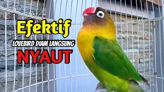 Download lagu Lovebird GACOR Ngekek Panjang EFEKTIF Memancing BUNYI, Lovebird apapun PASTI NYAUT mp3 Download lagu Lovebird GACOR Ngekek Panjang EFEKTIF Memancing BUNYI, Lovebird apapun PASTI NYAUT mp3