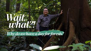 Wait, what?! Why do we have a day for forests?
