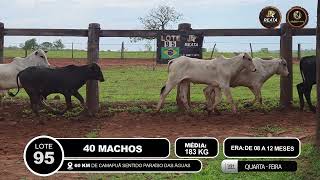Vídeo LOTE 95