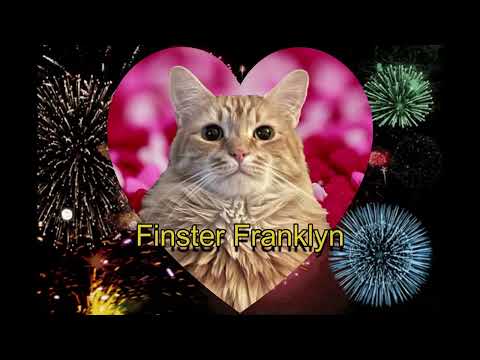CATS EYE WITNESS NEWS - LOVE AMERICAN STYLE REBOOT INTRO