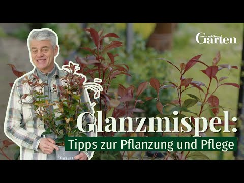 Glanzmispel: Tipps zur Pflanzung und Pflege