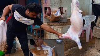 full lamb skin technical removed #How to remove lamb skin