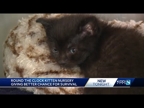 ARL of Iowa opens nursery to care for kittens in need