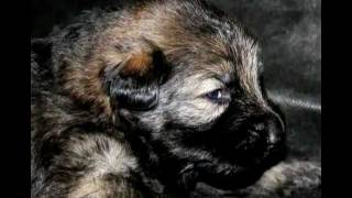 German Shepherd Puppies Pure Black & Sables... Cute