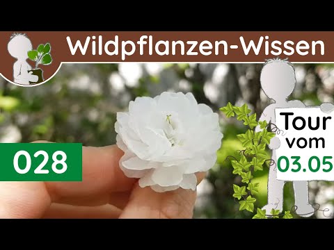 028 - Durch die Siedlung (Grün vor der Haustüre) - Wildpflanzen & Bäume (Botanik-Doku - Mai)