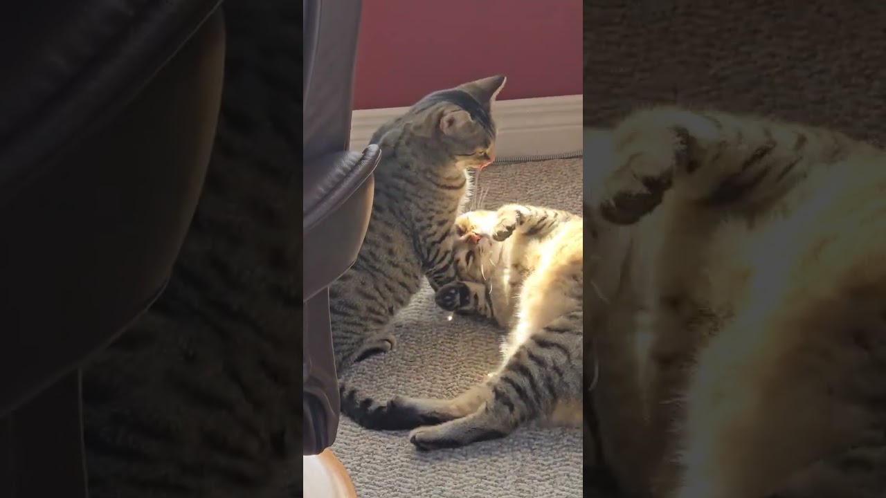 Faith & Pebbles, a Adoptable Domestic Short Hair in Spencerville, ON video 3/3