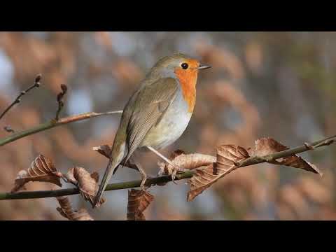 Rotkehlchen Gesang, Robin Sings