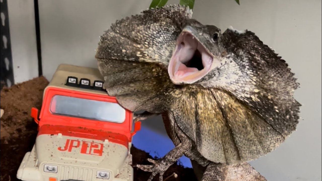 Alimentando todos os meus animais exóticos! mais de 40 animais!