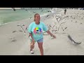 Seagull Feeding Frenzy Clearwater Beach Florida