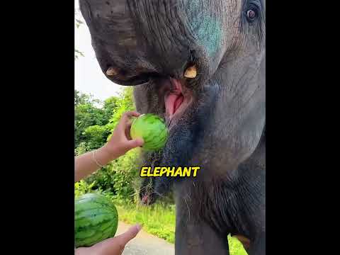 Saved a Elephant with a Ruined Leg. Her Return 