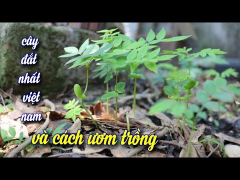 Cách Ươm Cây Gỗ Đắt Nhất Việt Nam  (How to grow the Vietnam's most expensive trees from seed)