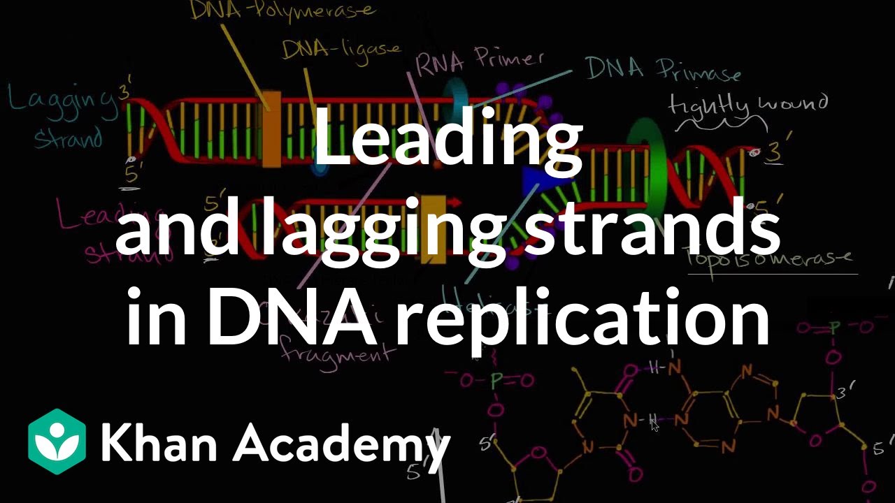 Leading and lagging strands in DNA replication | MCAT | Khan Academy