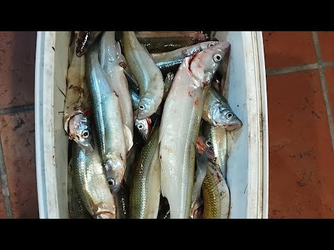 UNA LOCURA EL CANAL DE TRENQUE LAUQUEN!!!  14/6/2026 #pesca 