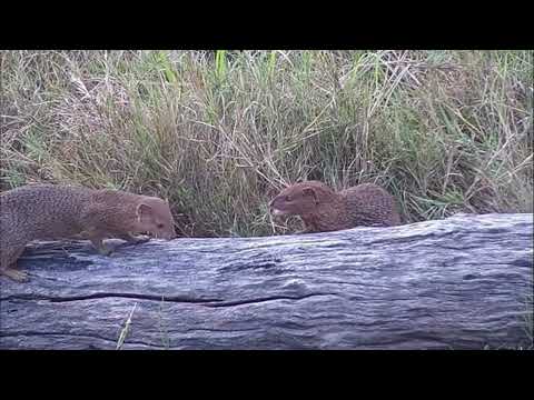 Djuma: Two Slender Mongoose fighting at the old pan - 14:29 - 05/20/2023