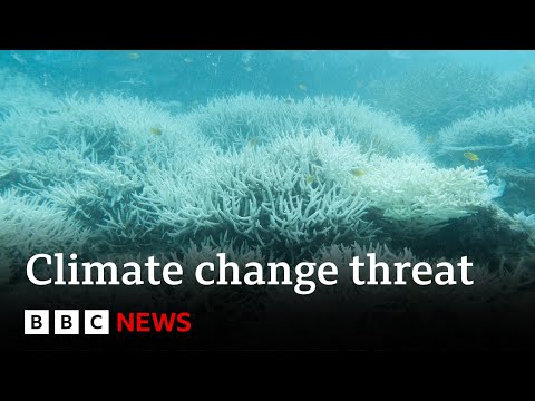Climate change: 400-year record heat threat to Great Barrier Reef | BBC News