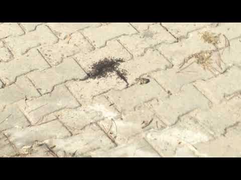 Kurbağalar ne yerler