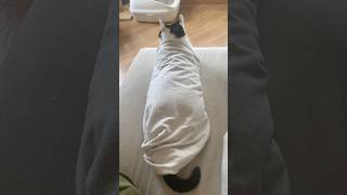 猫を棒にした〜Stick of cat〜