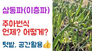 삼동파(이층파) 주아번식 시기 및 방법 ???? 텃밭 자투리공간 활용???? 