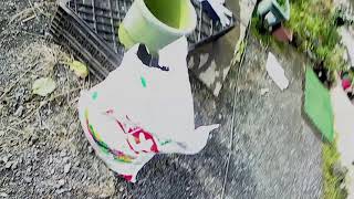 [農家の園芸」20/10/27　芽キャベツの鉢替えと剪定　[家庭菜園]