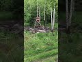 Wild lynx experience during Wild boar Hunt