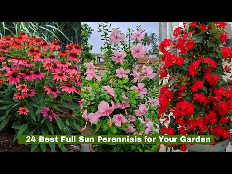 24 Best Full Sun Perennials for Your Garden