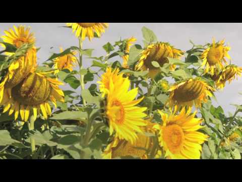 Chapter 5: The benefits of going under ‘cover’