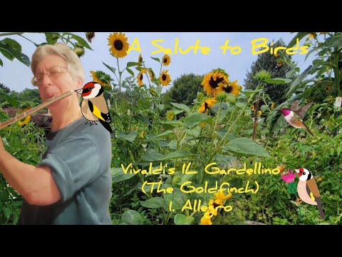 Salute to Birds, Vivaldi Flute Concerto opus 10 no. 3 Il Gardellino (Goldfinch) allegro,  unaccomp.