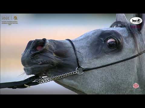 N 19 KHAWLA AL RAYYAN   Katara International Arabian Horse Festival   Yearling Fillies Class 1B