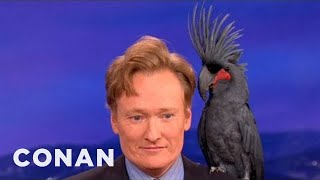 Animal Expert David Mizejewski: Black Palm Cockatoo & Crocodile - CONAN on TBS