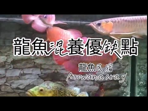 龍魚可以跟什麼魚混養