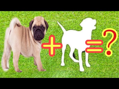 TOP 10 MOST POPULAR PUG MIX BREEDS | PUG CROSS BREEDS