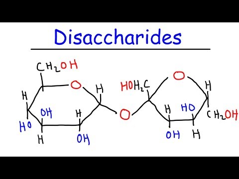 Disaccharides Sucrose Maltose Lactose Carbohydrates