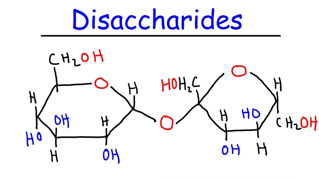 Disaccharides - Sucrose, Maltose, Lactose - Carbohydrates