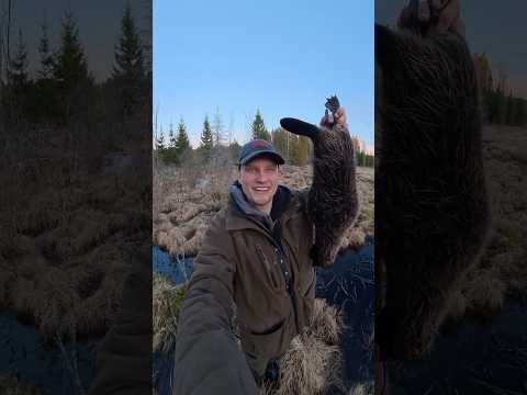 Syökö hauet majavia?🦫