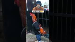 Download lagu ayam pake baju dan celana #funny mp3