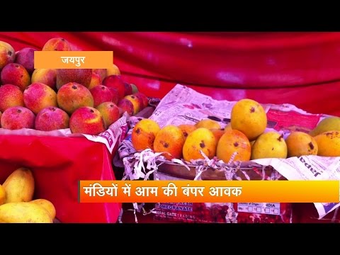 download lagu mp3 mp4 Mango Season In India, download lagu Mango Season In India gratis, unduh video klip Mango Season In India