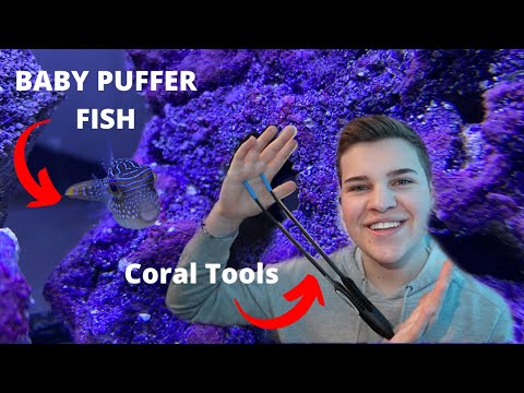BUYING A BABY *SALTWATER PUFFER FISH* + Aquarium Tool Unboxing