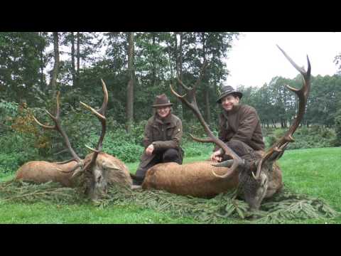 Nachsuche in Masuren - Hirsch tot! Search in Masuria-  red stag dead.