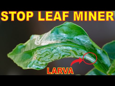 How To Kill LEAF MINERS Naturally Once And For All
