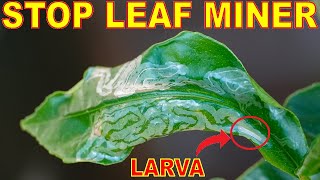 How To Kill LEAF MINERS Naturally Once And For All