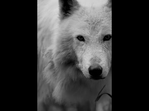 Lindd Ft BiG WoLF - Jeta na ka rritë