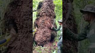 Download lagu telah di temukan kayu langkah burl grupel di daerah pergunungan bener meriah mp3