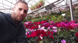 רקפות מפריחות את הגינה