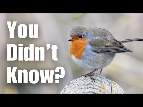 Most People Dont Know These 8 Facts About ROBINS