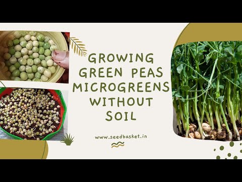 How to Grow Green Peas Microgreens without Soil using Coco peat at home| SeedBasket