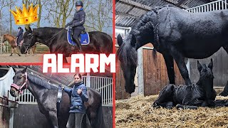 I don't want to miss it! | Cute filly| Last time? | Saly is angry😡 | Friesian Horses