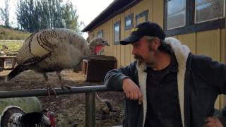 Betty the curious turkey