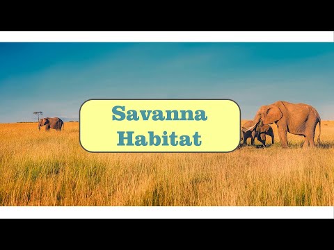 Savanna Habitat